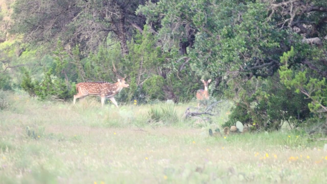Axis buck stepping out of the brush