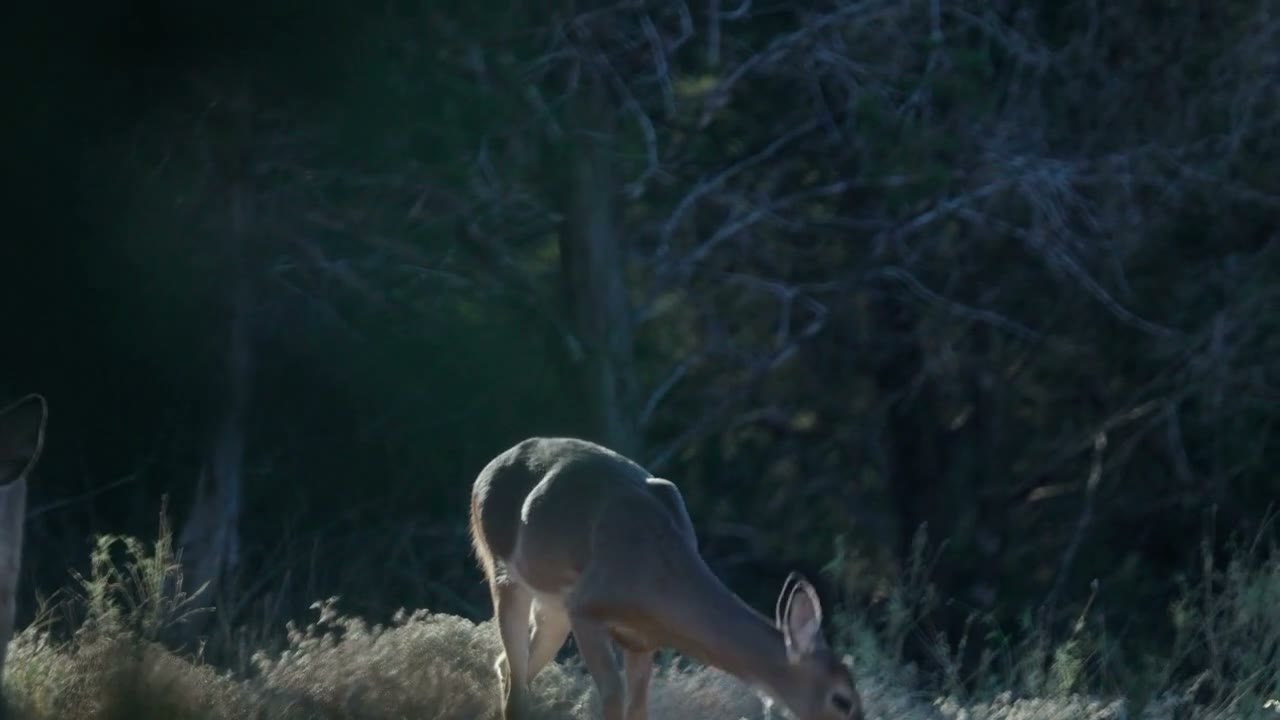 Close-up of a doe, Texas Hill Country