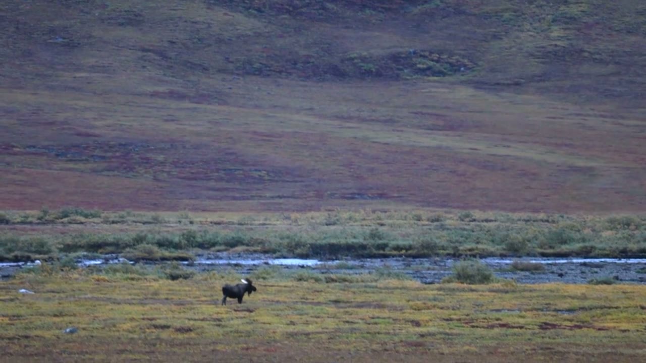 Moose across a river, Alaska backcountry