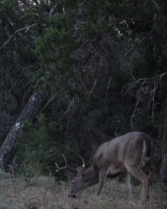 Whitetail buck grazing at dusk, Texas Hill Country