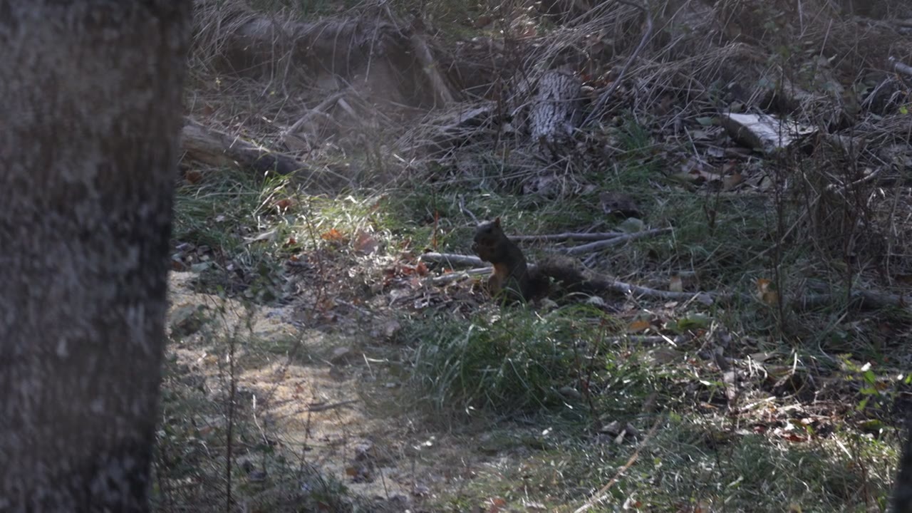 Trail critter, Logan's lease