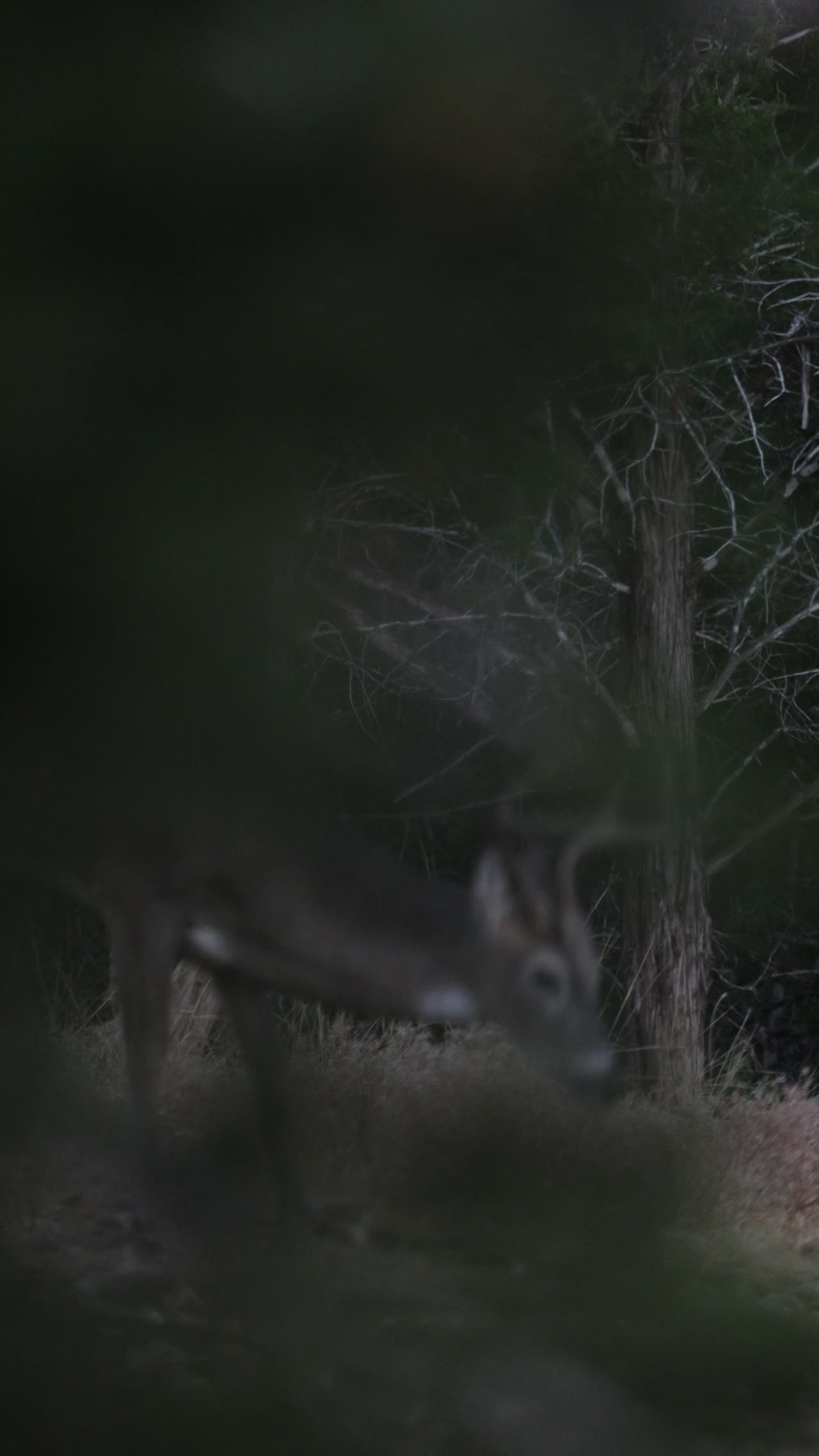 Vertical clip, whitetail buck
