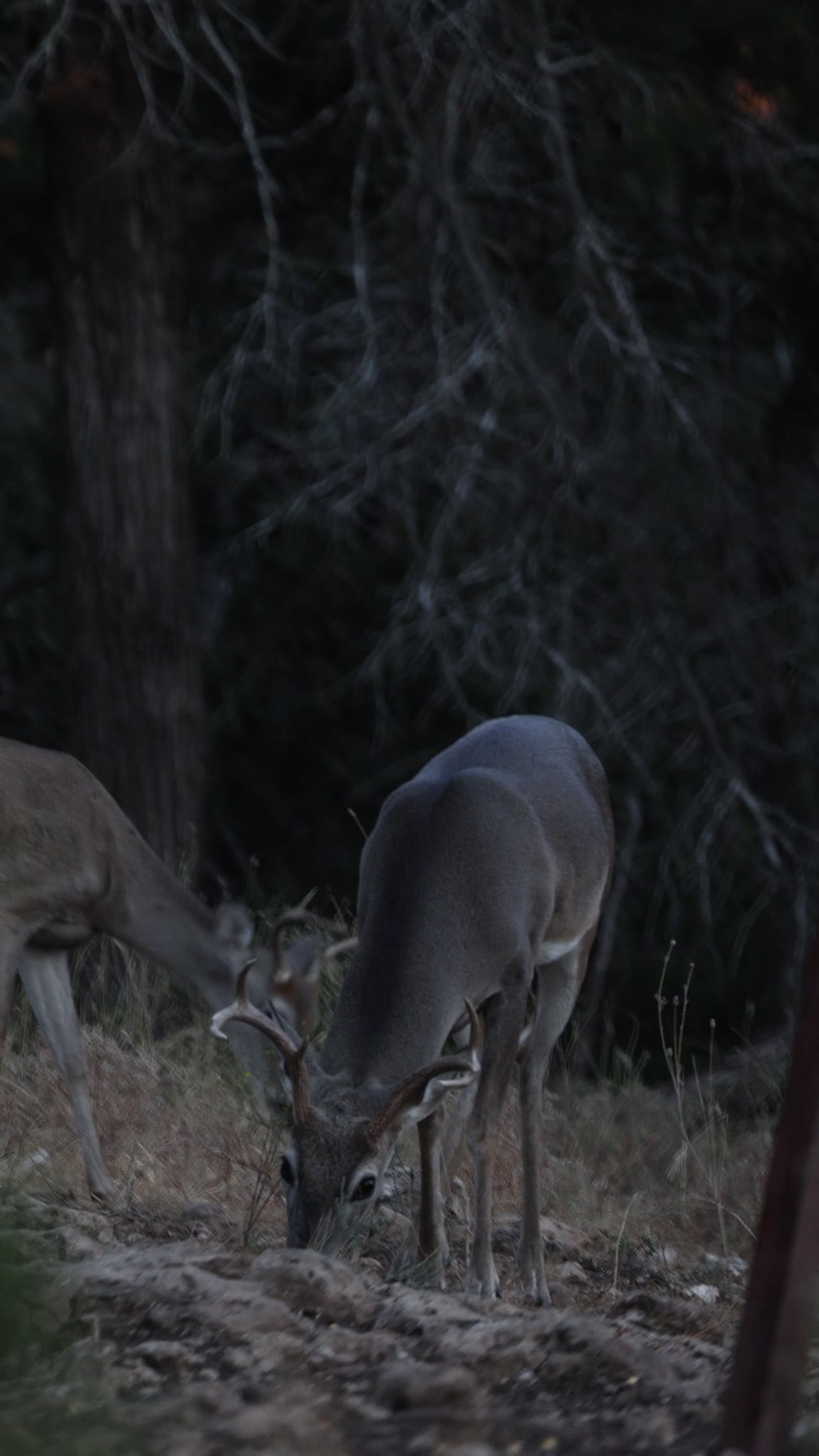 Vertical clip, Texas Hill Country
