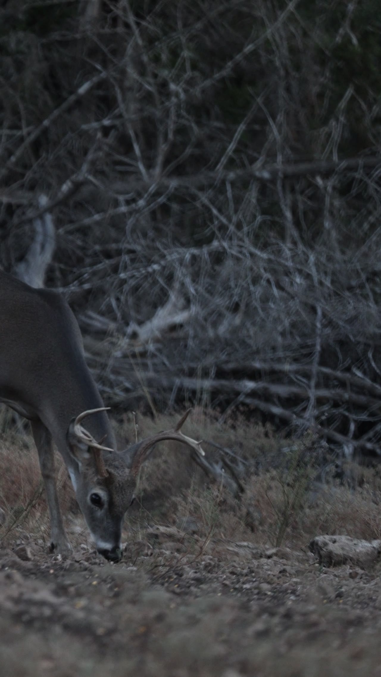 Vertical clip, Texas Hill Country