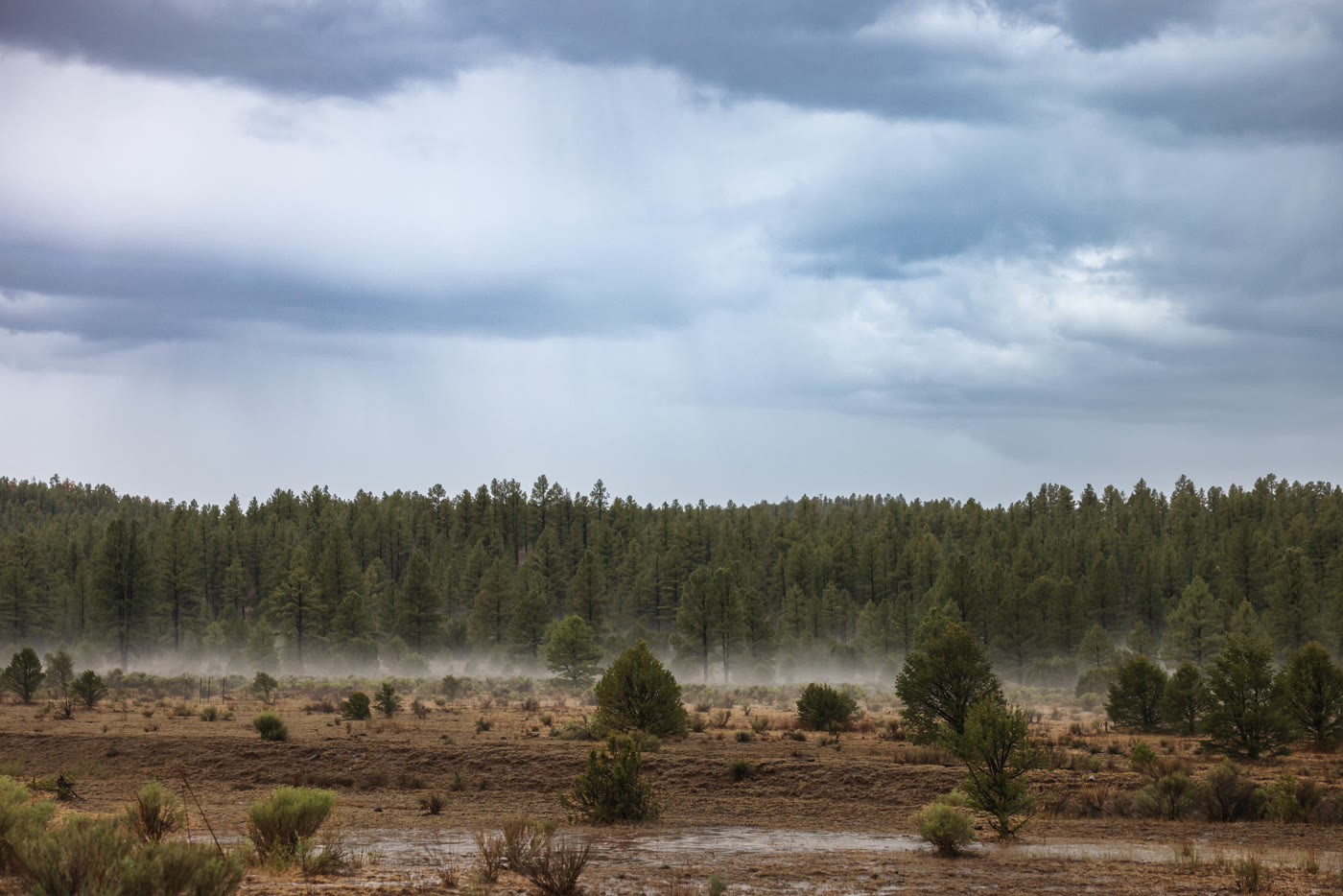 Storm mist rolling over a forest meadow